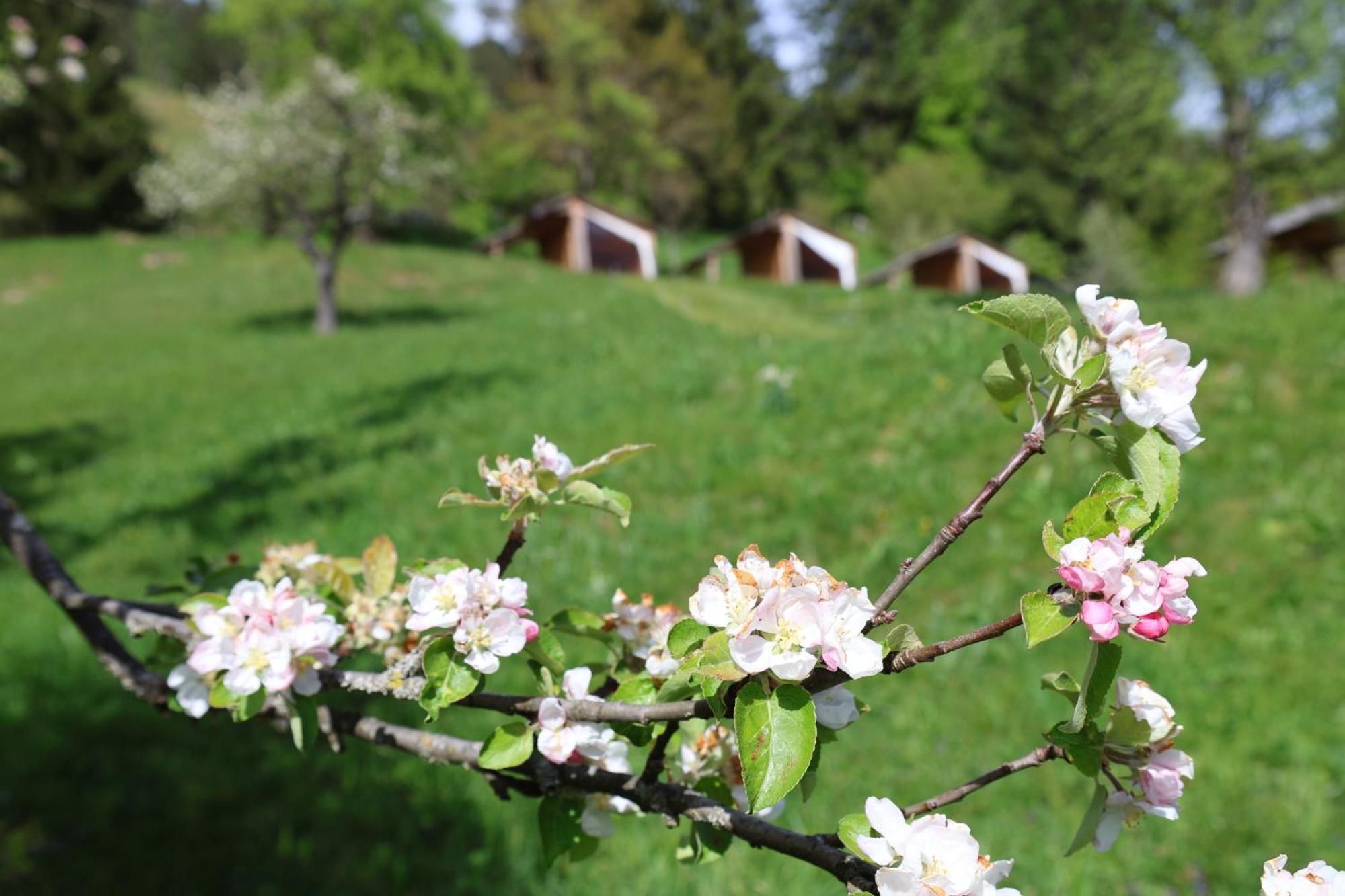 Vila Mountain View Glamping Dovje Exteriér fotografie