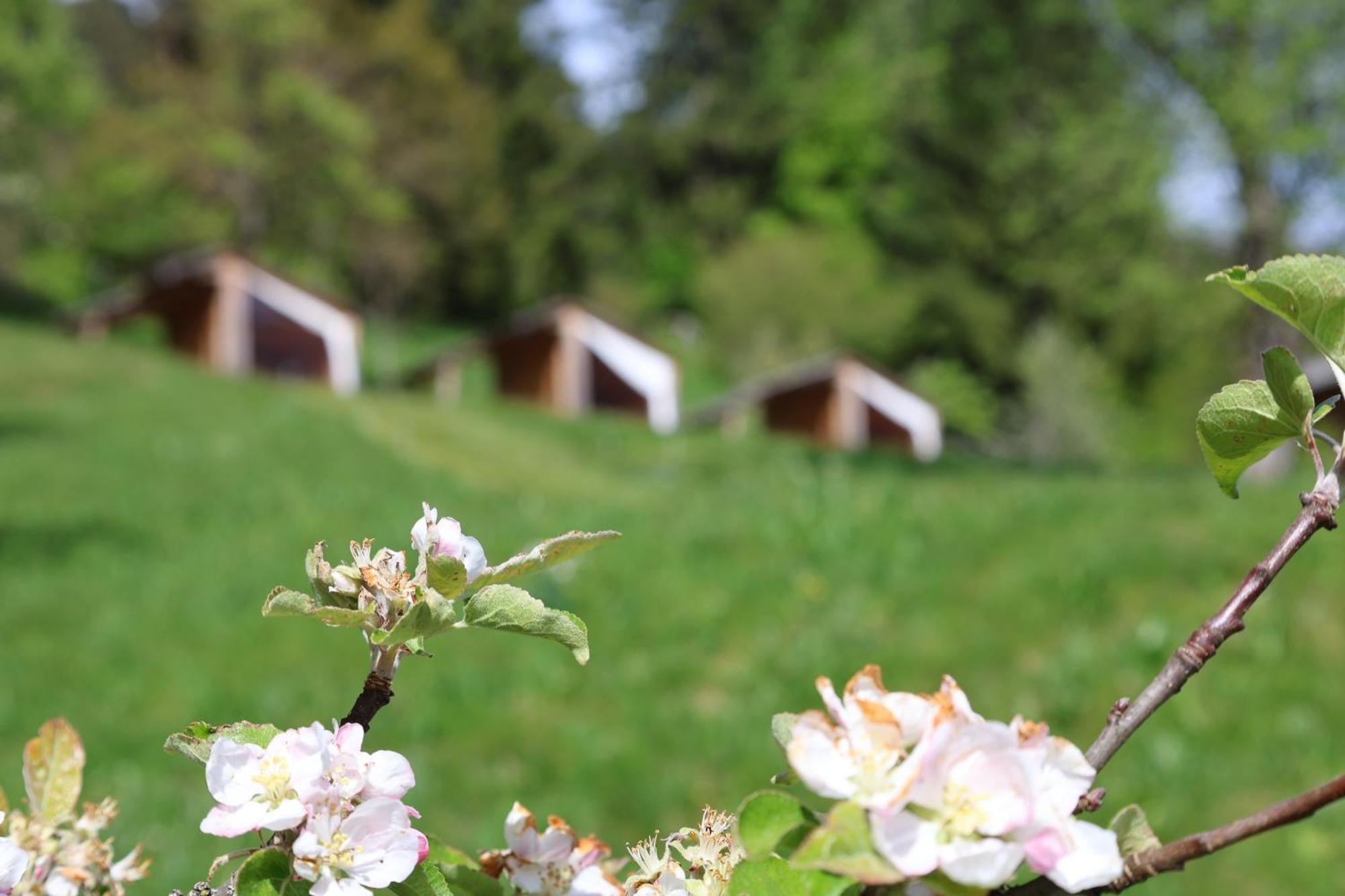 Vila Mountain View Glamping Dovje Exteriér fotografie