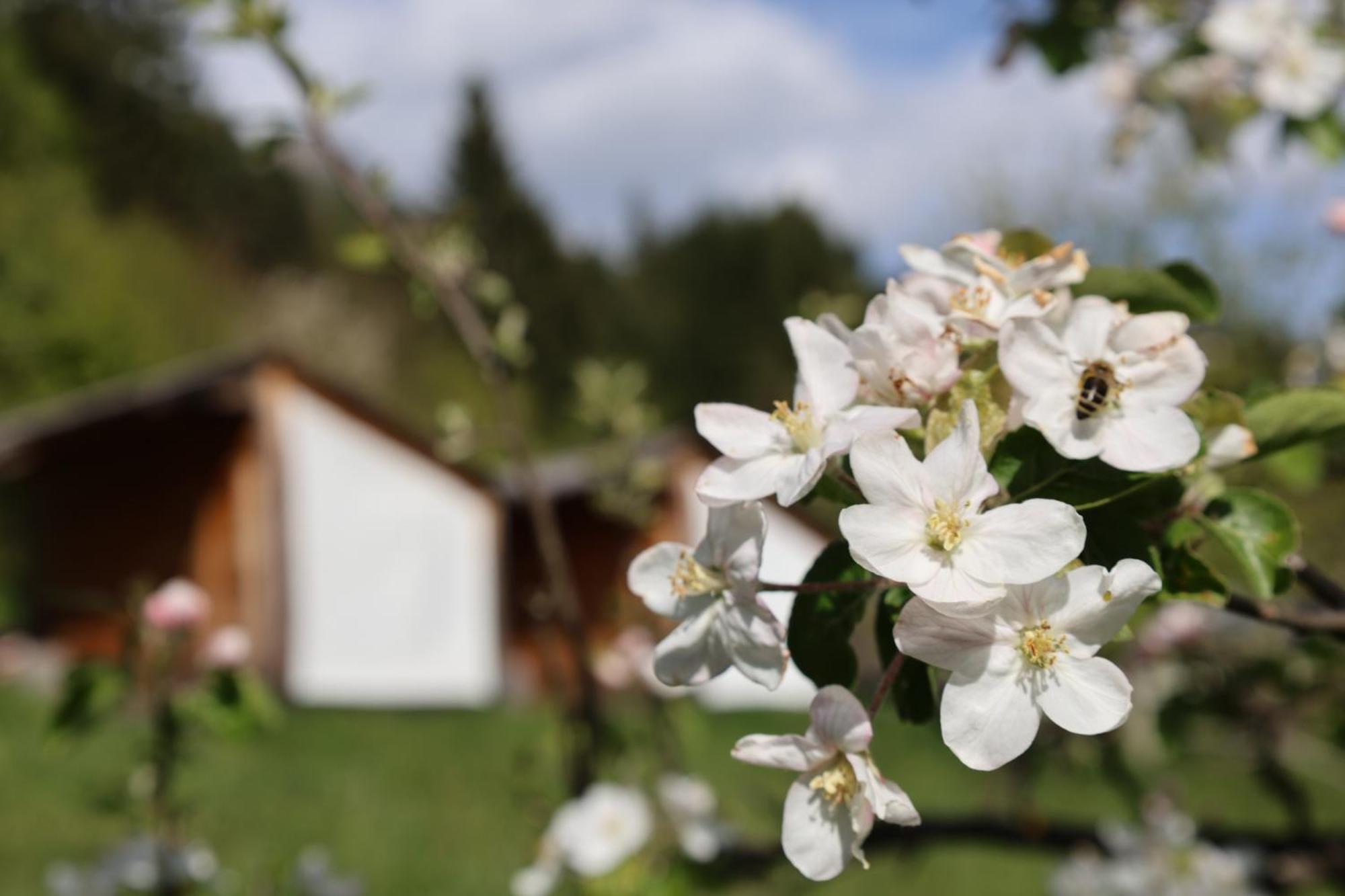 Vila Mountain View Glamping Dovje Exteriér fotografie