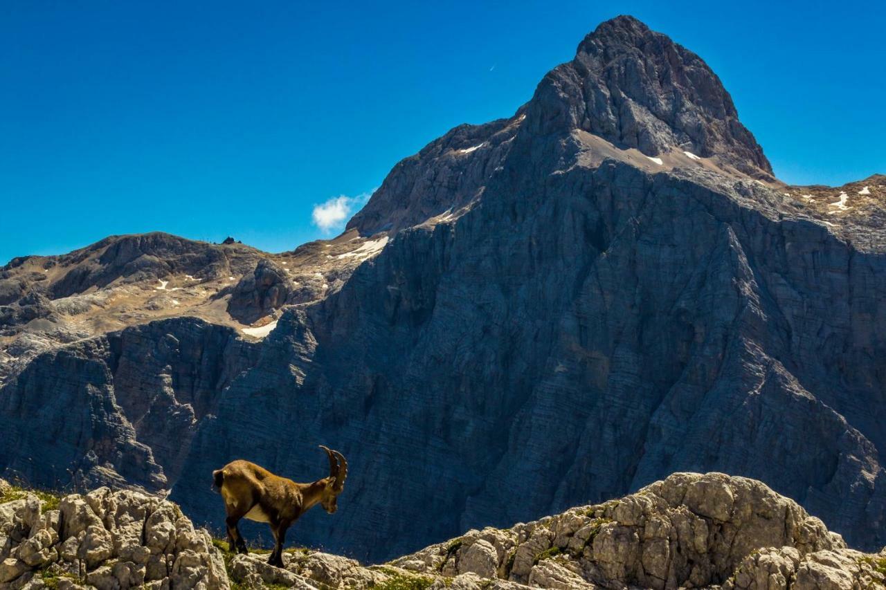 Vila Mountain View Glamping Dovje Exteriér fotografie